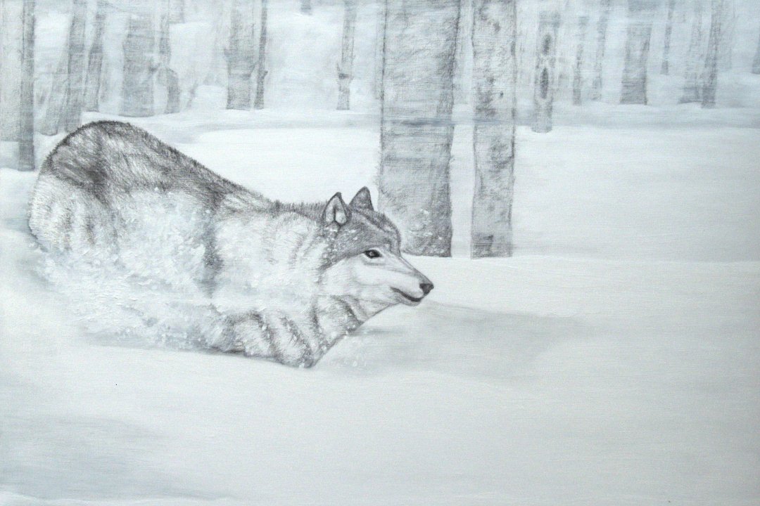 Yellowstone - Curated Wild #3, 2012